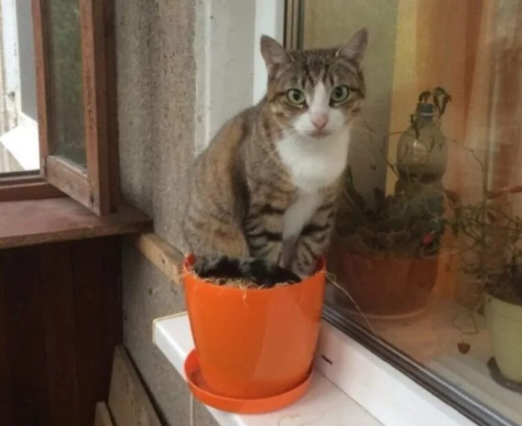 gatto vaso arancione