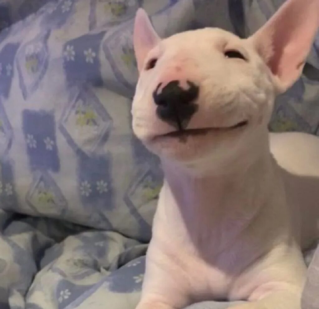 cane sorriso di chi si è appena svegliato