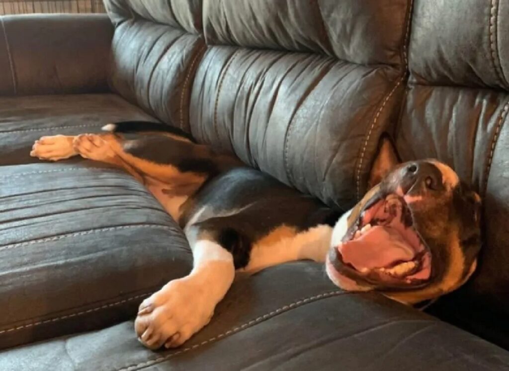 cane risucchiato divano