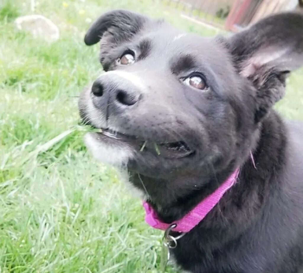 cane nero collare rosa