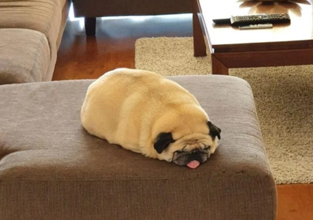 cane sembra cuscino del divano