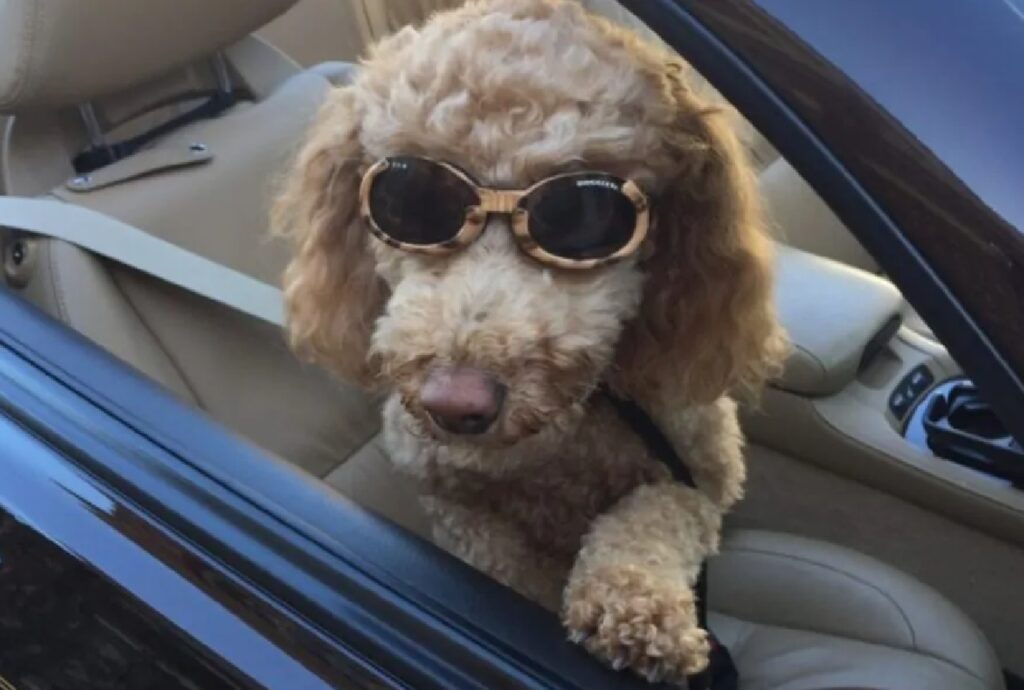 cagnolino va al mare