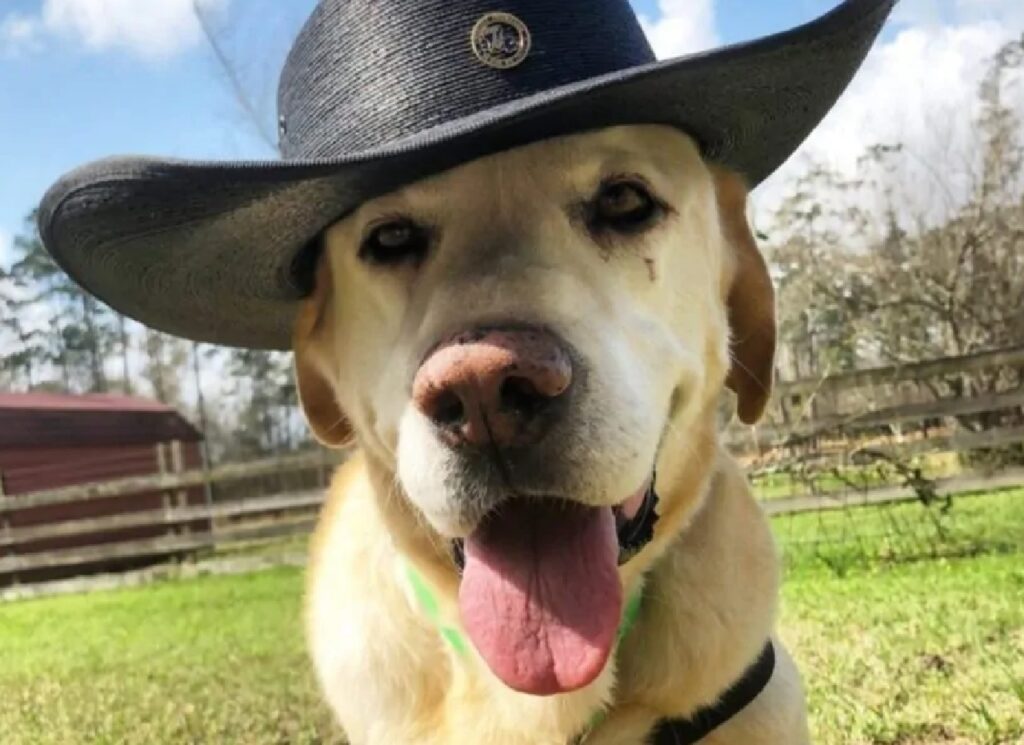 cane cappello da ranger