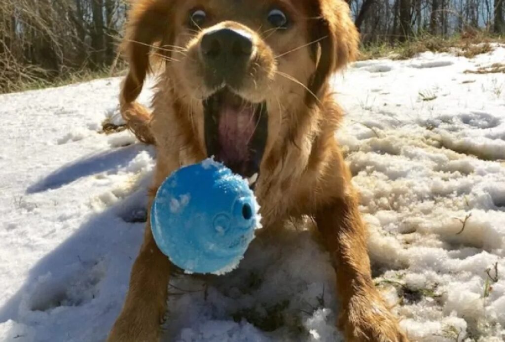 cane gioca con pallina colore blu