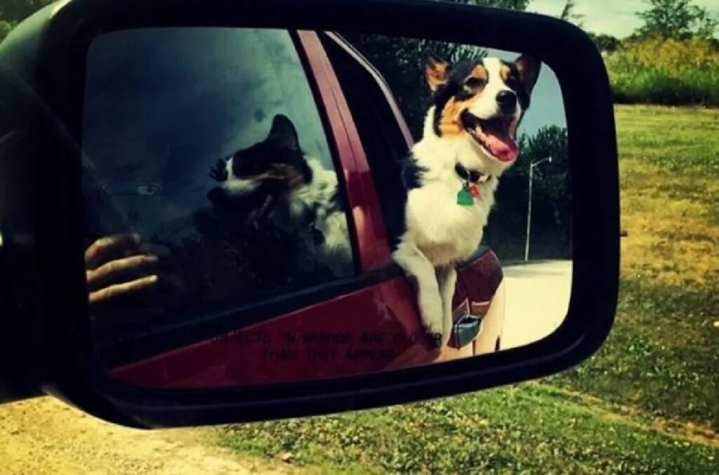 cane sorriso mentre è sull'auto