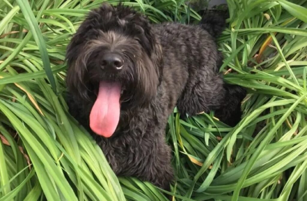 cane felice di essere in mezzo al verde