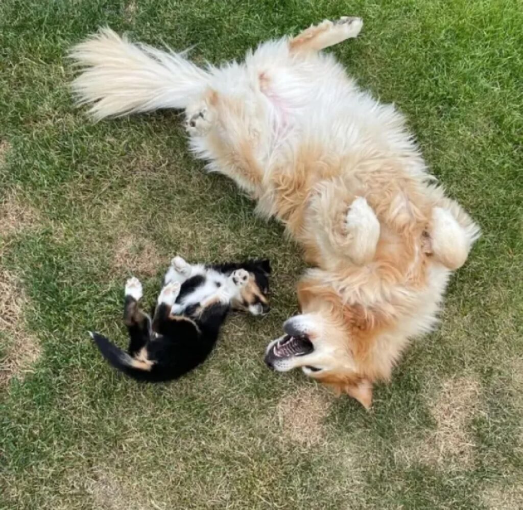 due cani rotolano sull'erba
