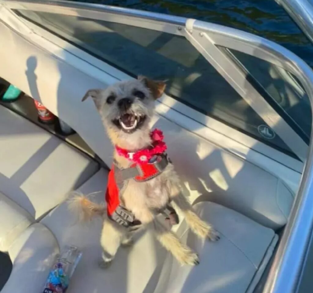 cane zampe sulla barca