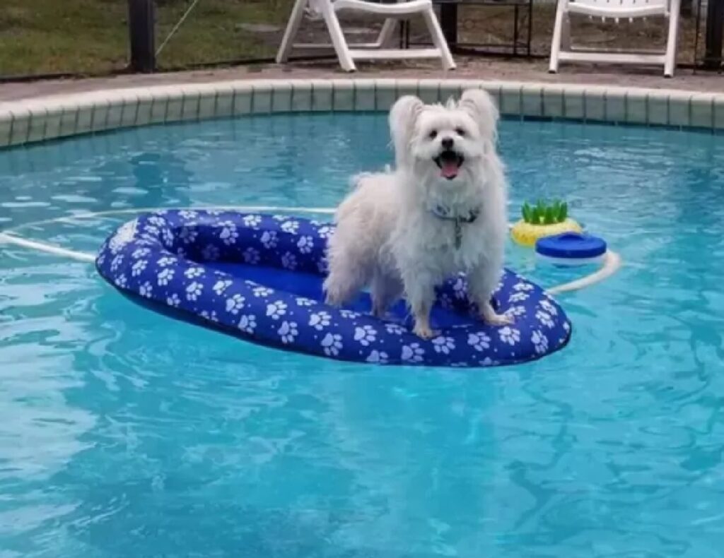 cane gioca in piscina