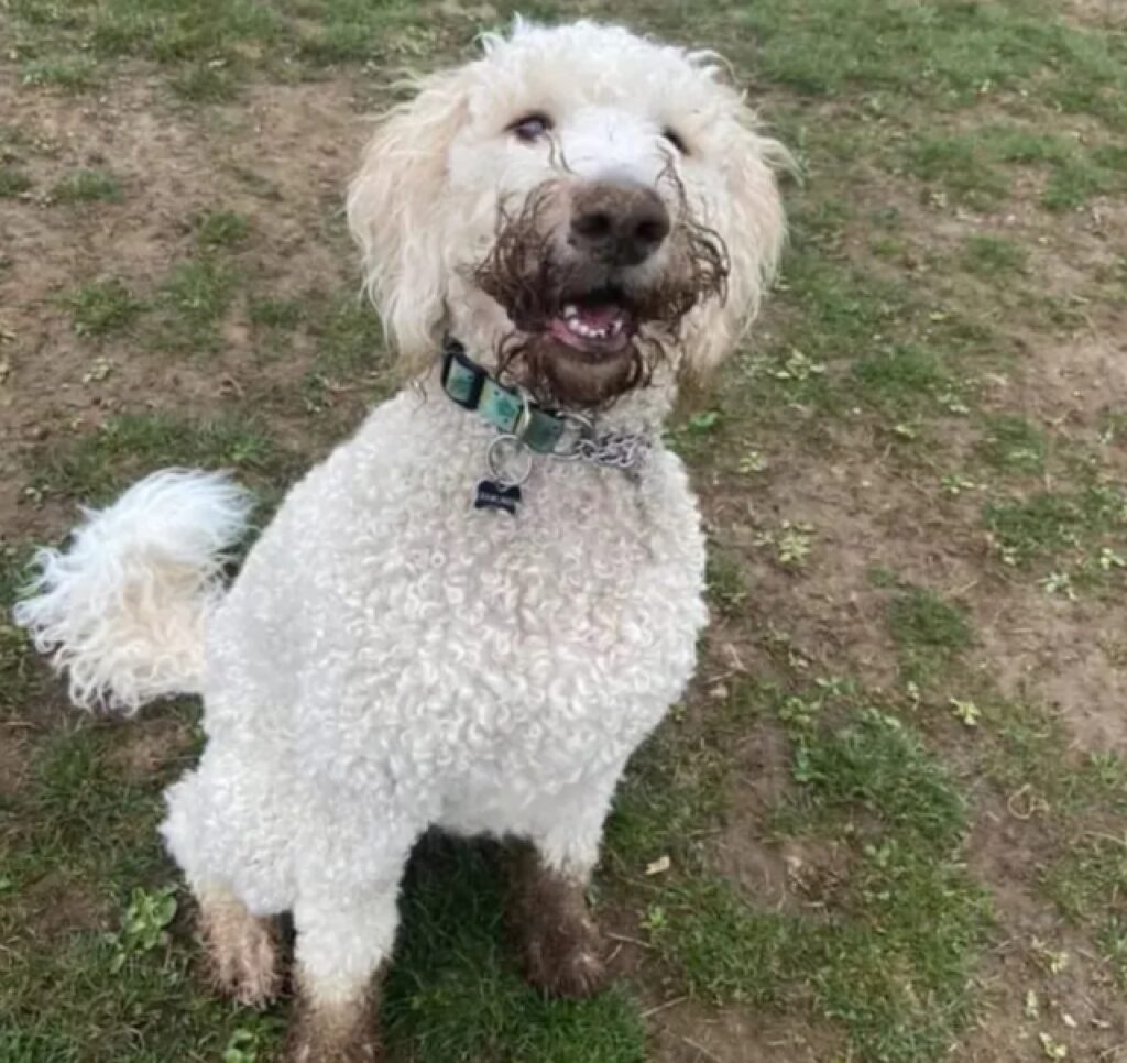 cane pelo sporco di fango