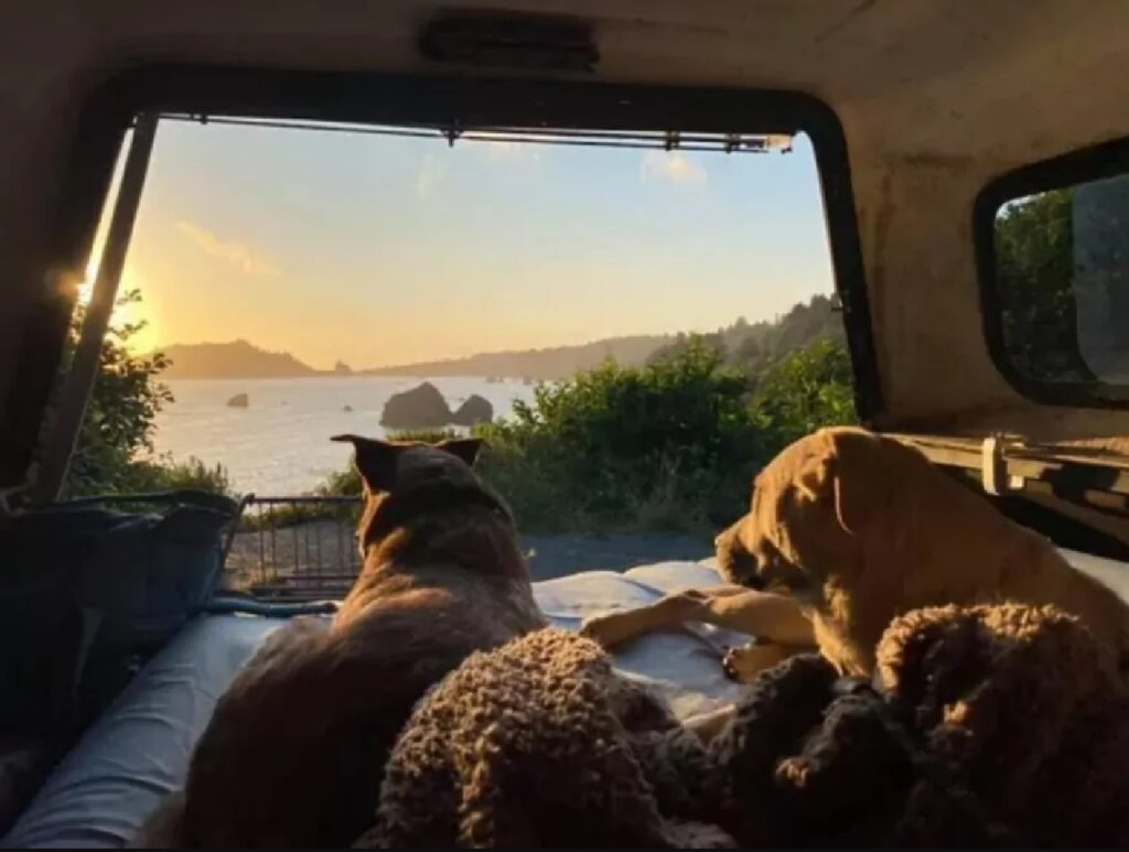 cani in gruppo si godono il tramonto