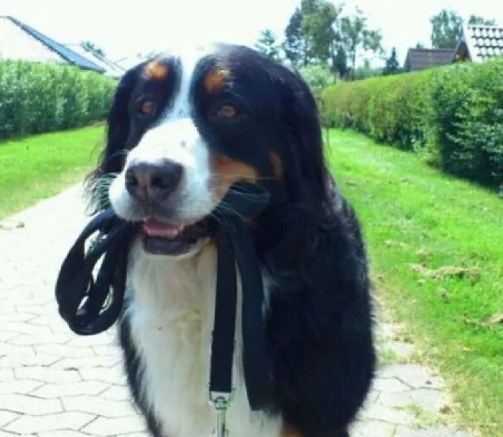 cane si porta a spasso da solo