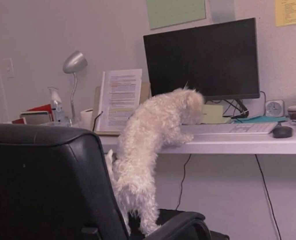 cagnolino aiuta con computer