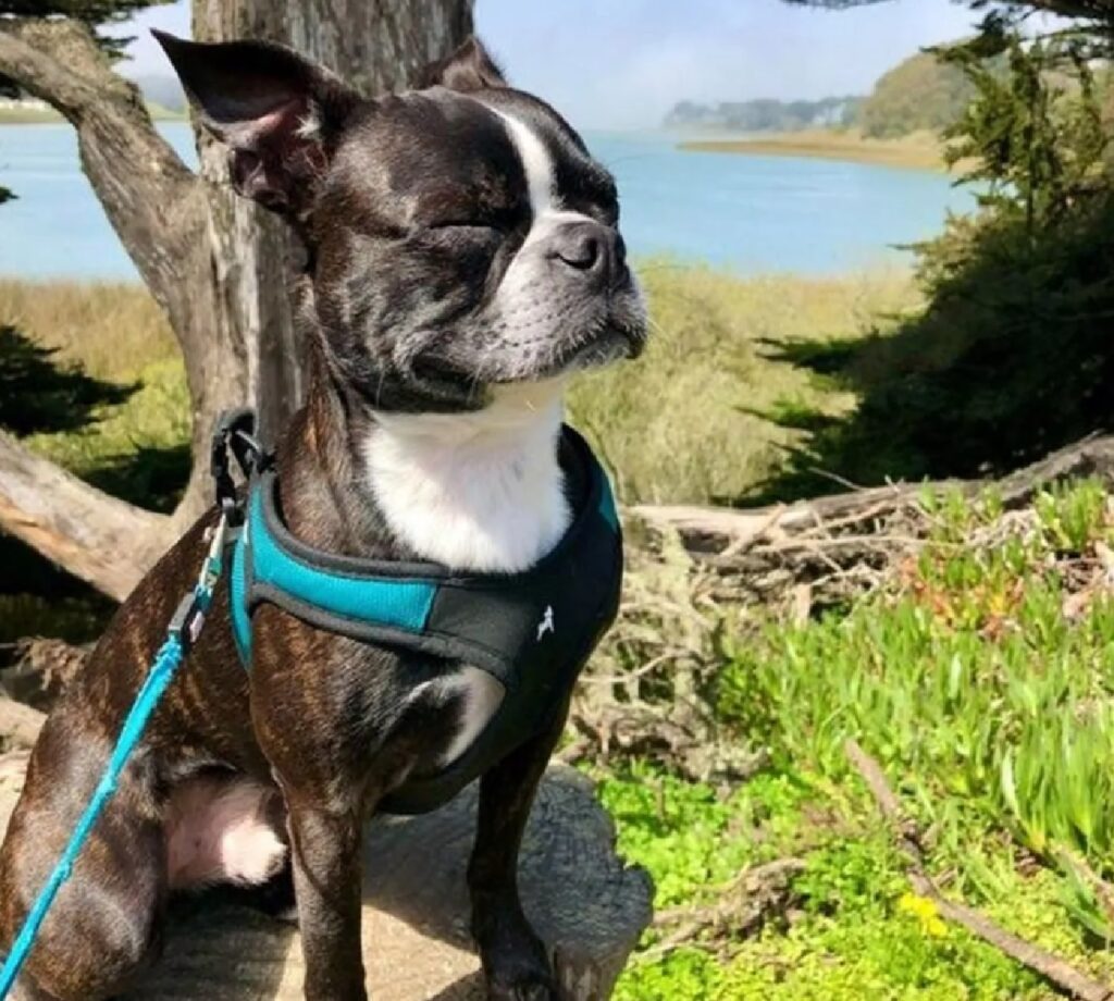 cane guinzaglio azzurro