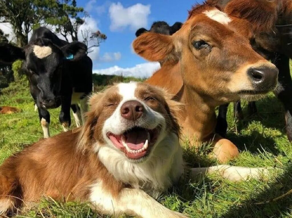 cane felice tra gli altri animali