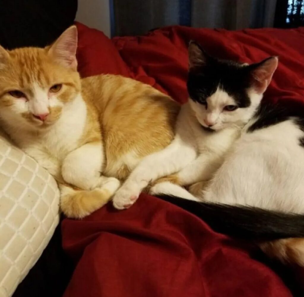 due gatti colori differenti