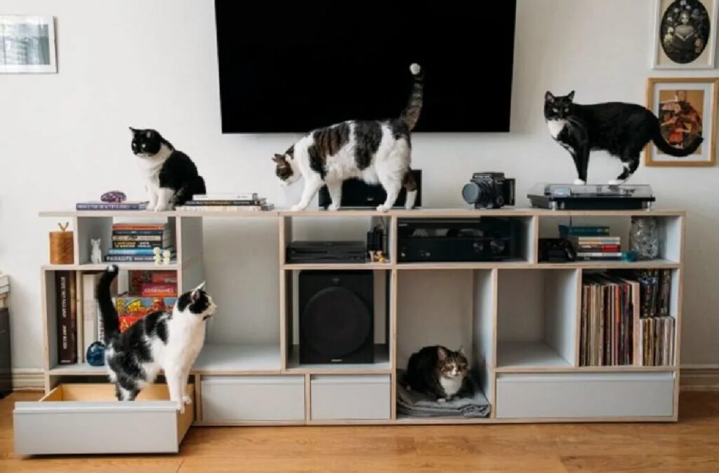 gatti rendono vivo il soggiorno