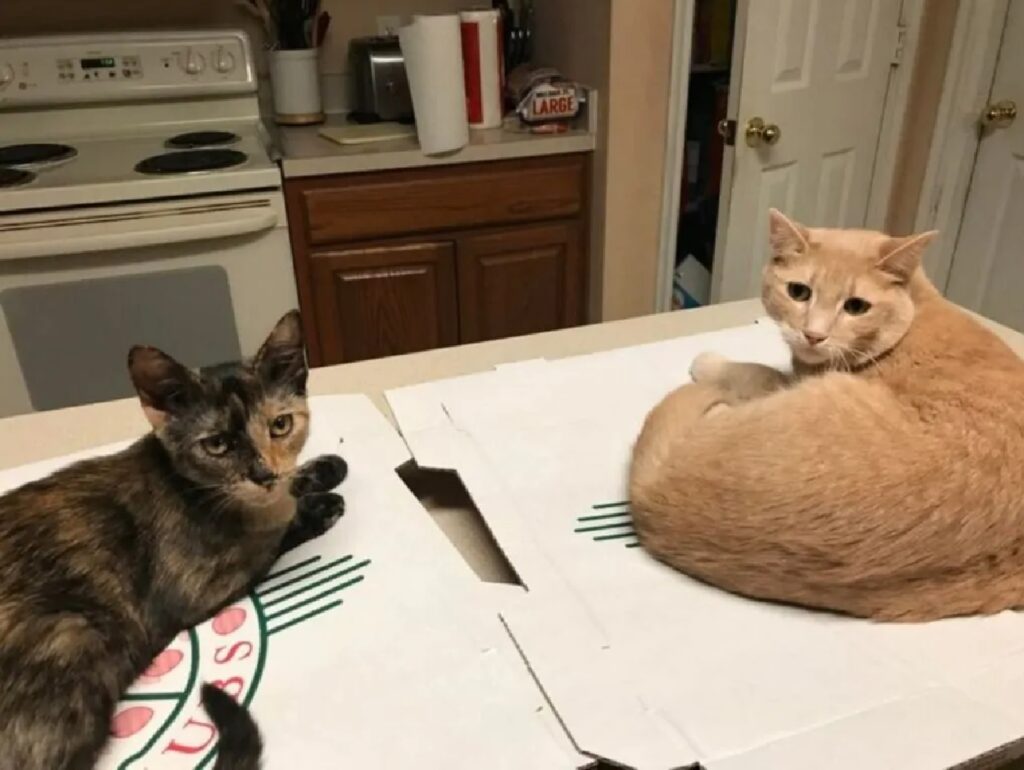 gatti si appropriano del cibo