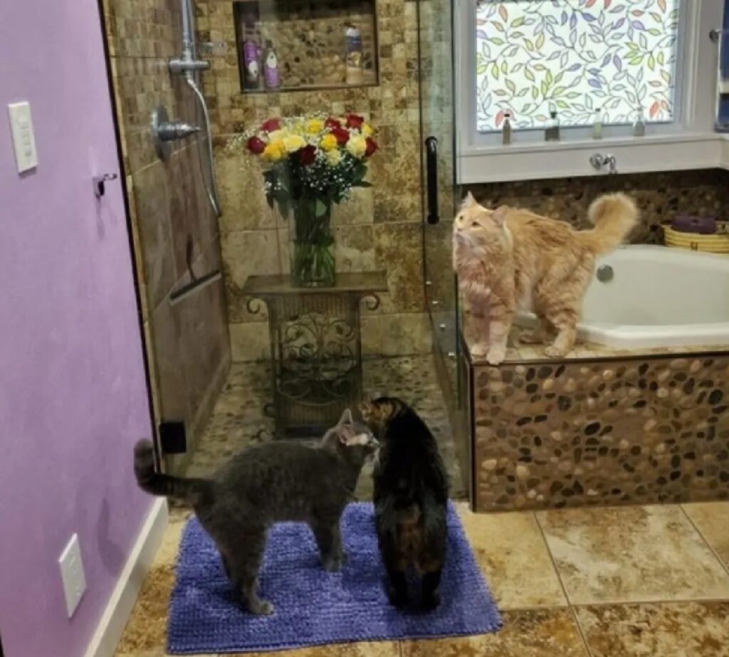 gatti attorno la doccia