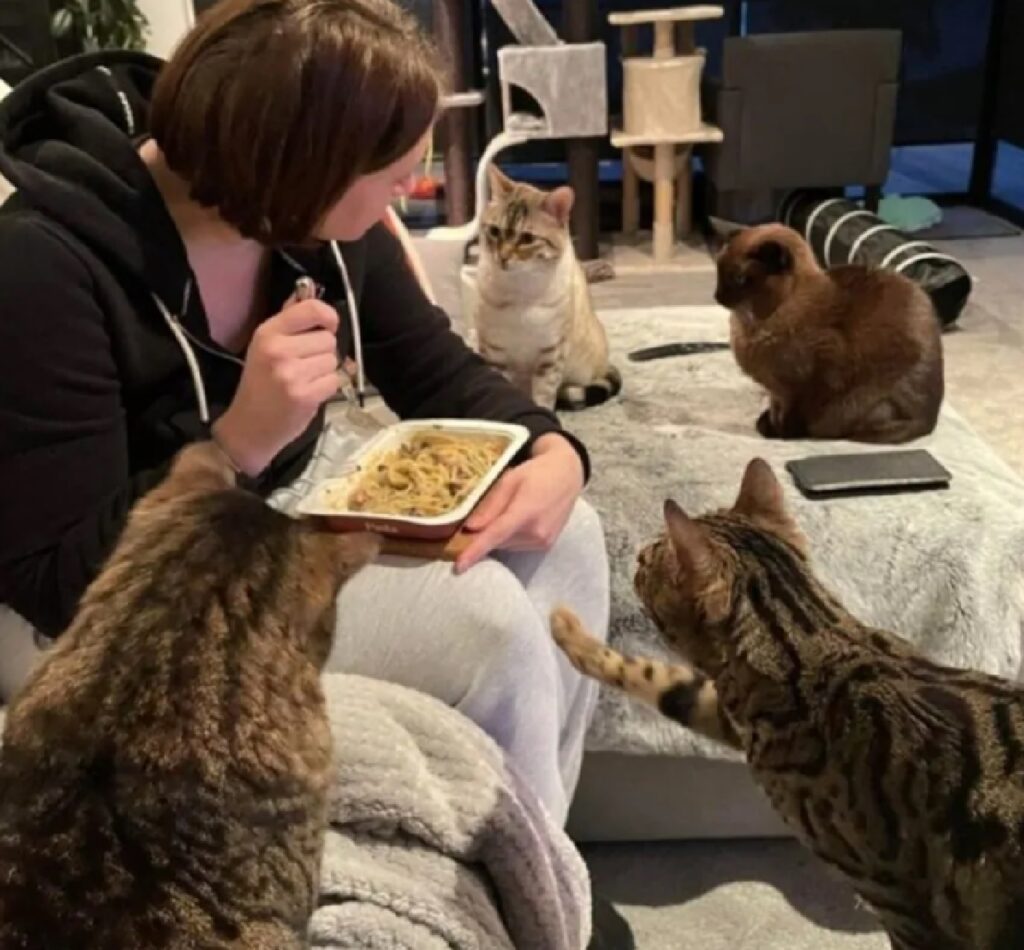 gatti chiedono solo del cibo