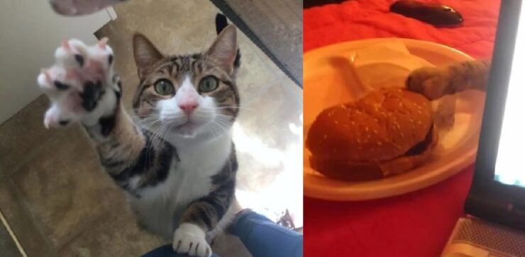 gatti che vogliono il tuo cibo