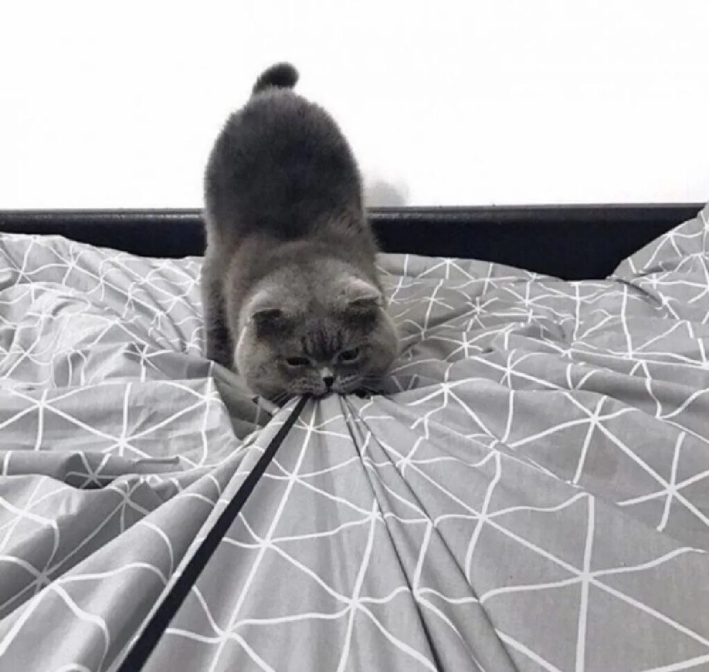 gatto tira le coperte