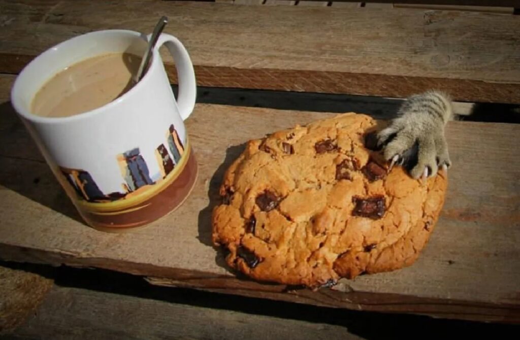 gatti che rubano biscotti