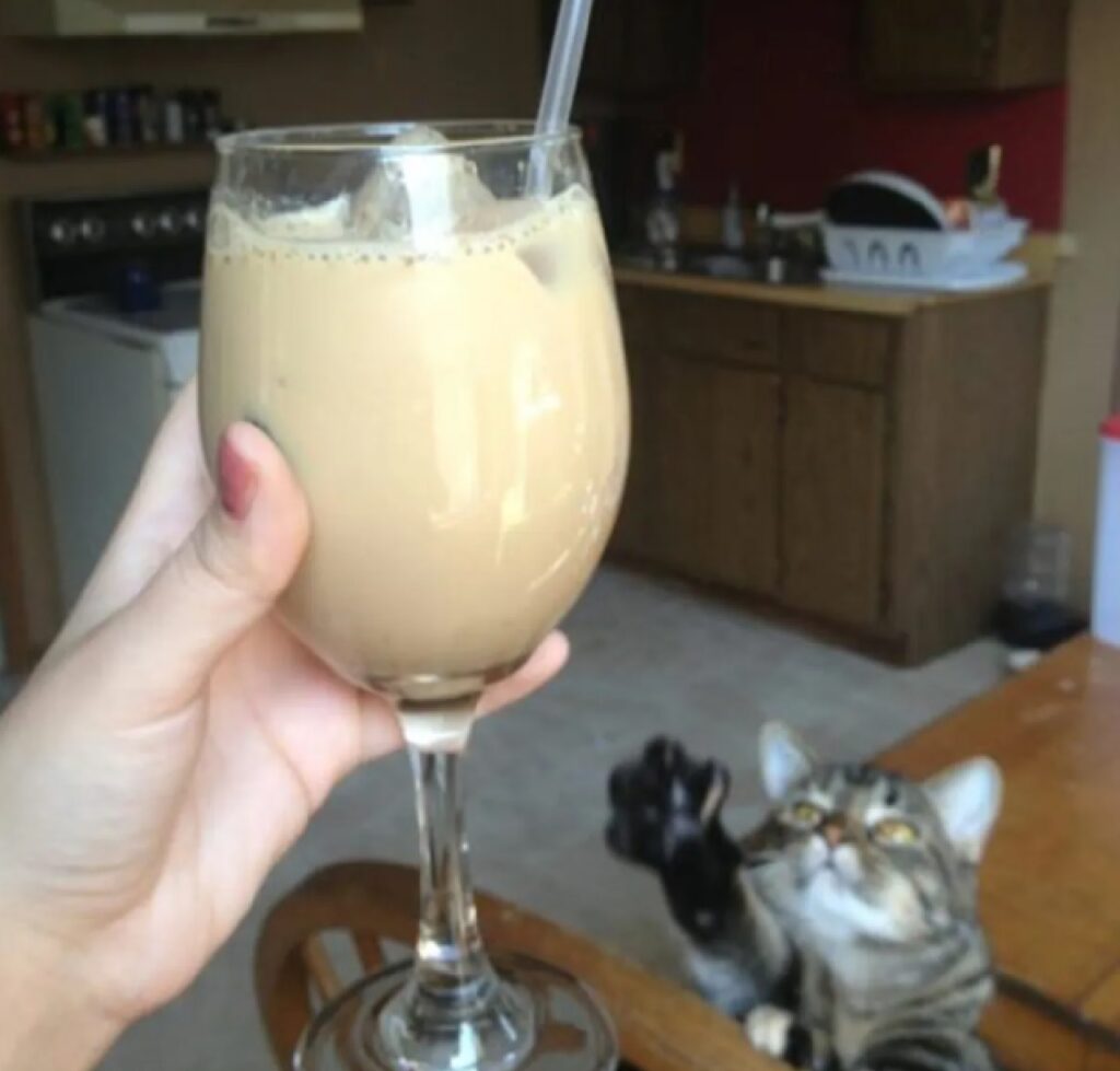 gatto vuole un po' della bevanda