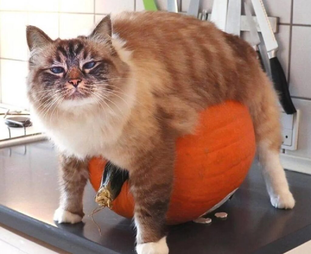 gatto con zucca arancione