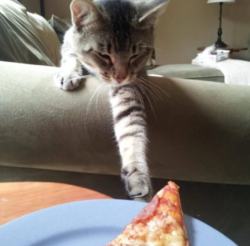 gatto allunga zampa per pizza