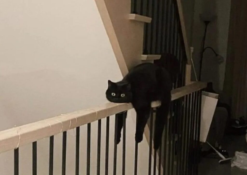 gatto sul corrimano scale