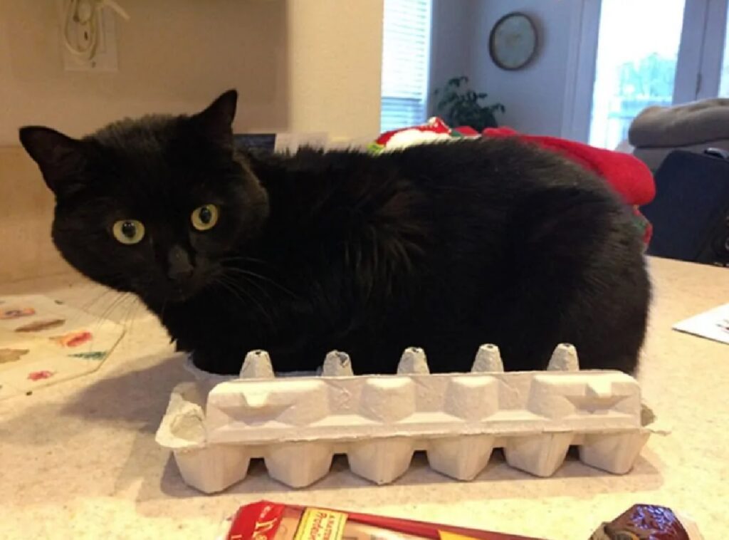 gatto nero prende il posto delle uova