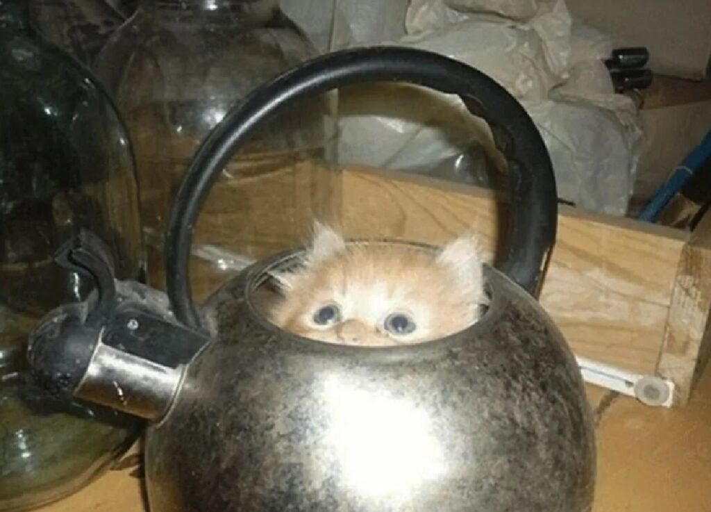 gatto dentro teiera