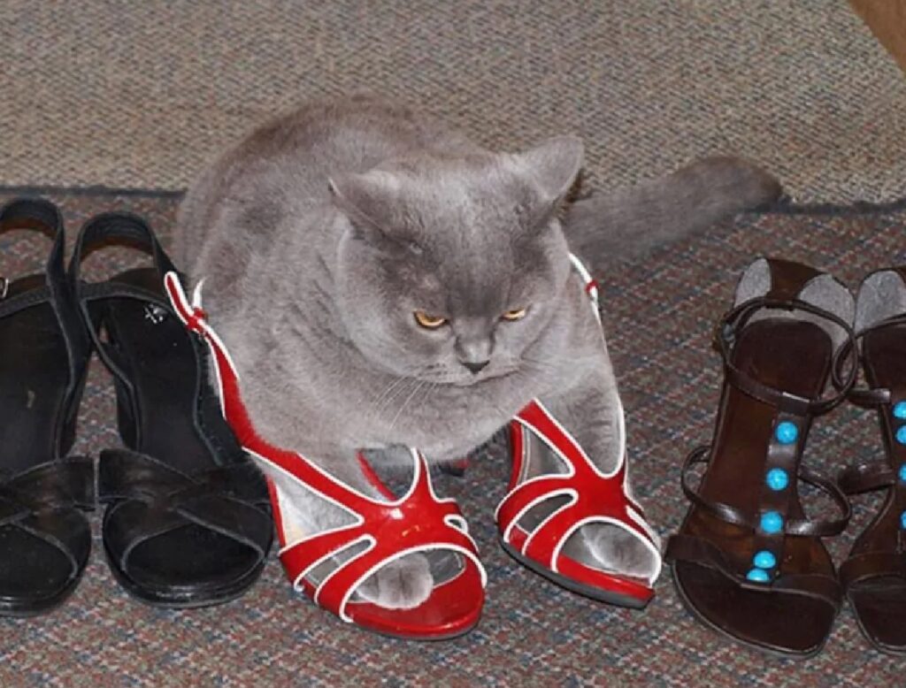 gatto con le scarpe rosse
