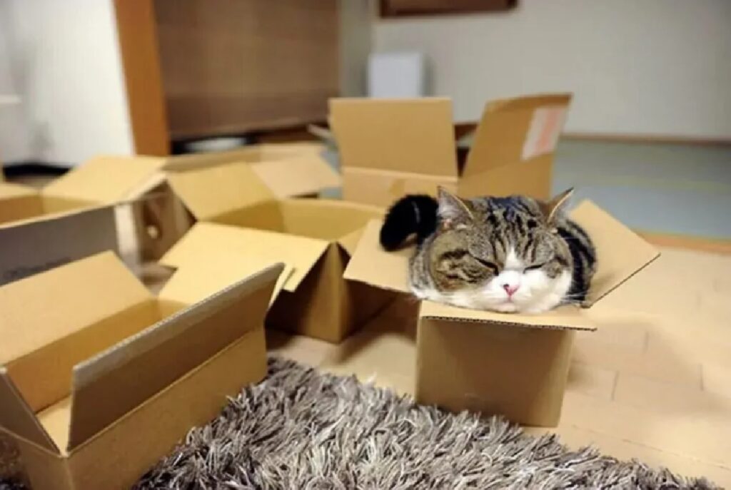 gatto predilige scatole