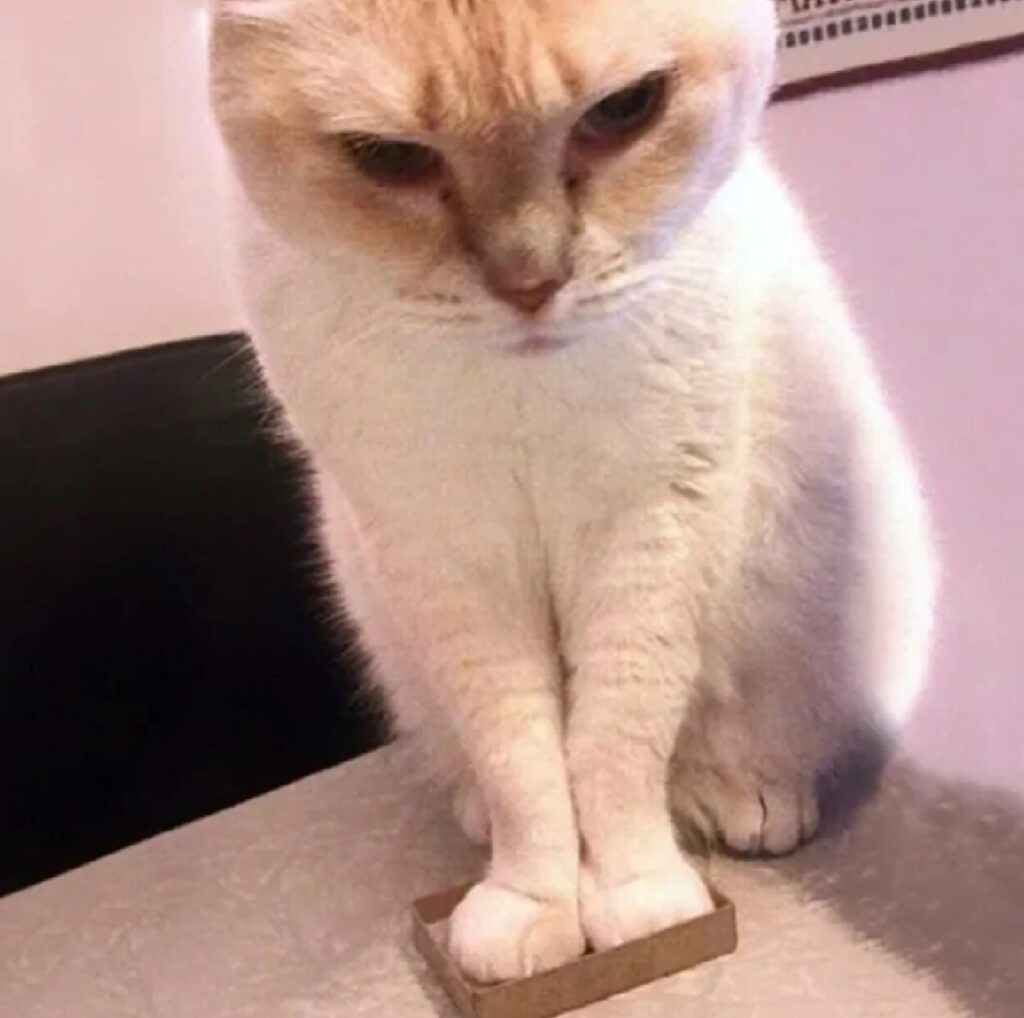 gatto mette zampa sulla scatola