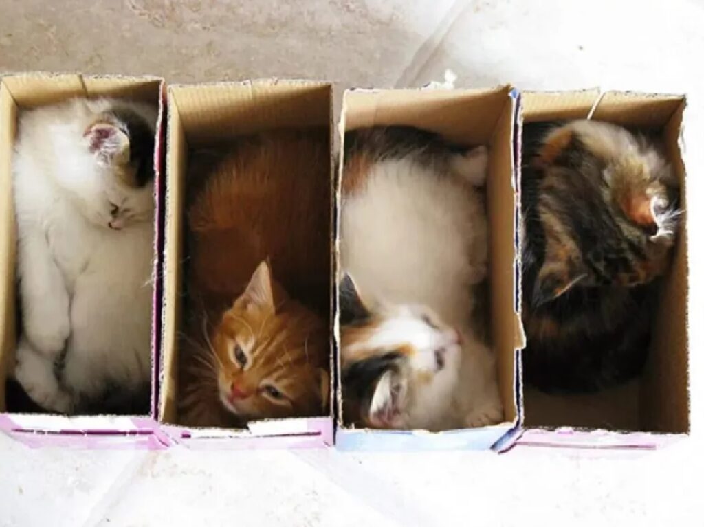gatti nelle scatole per pacchi