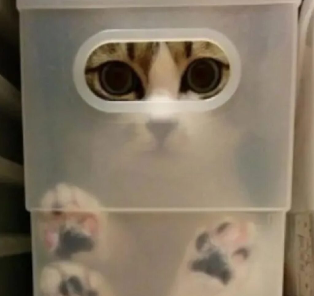 gatto finito dentro contenitore