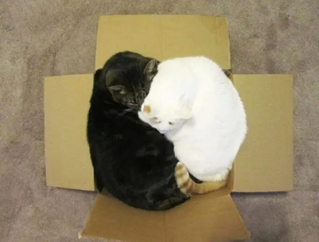 gatto bianco e gatto nero