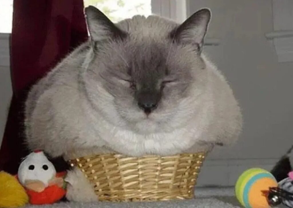 gatto nella cesta piccola
