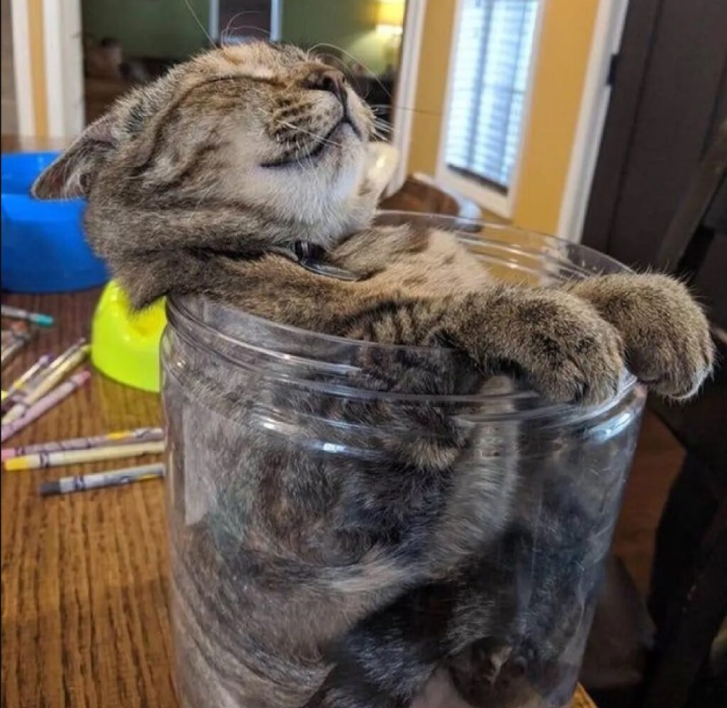 gatto nel barattolo trasparente