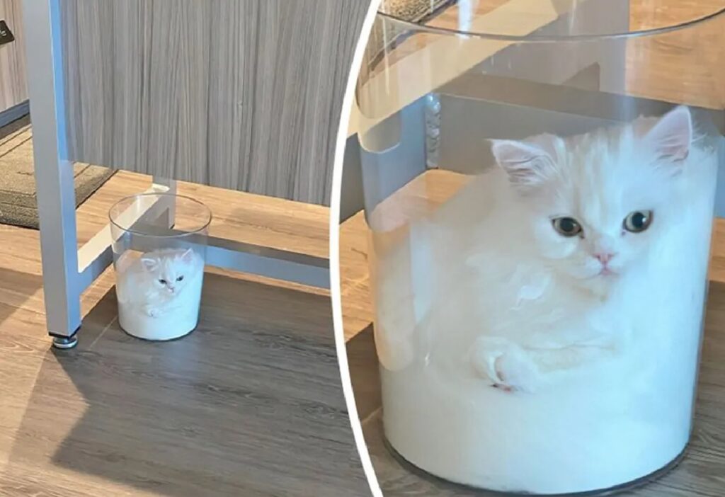 gatto nel secchio trasparente