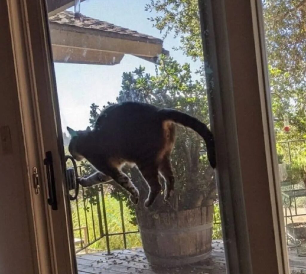 gatto sembra volare