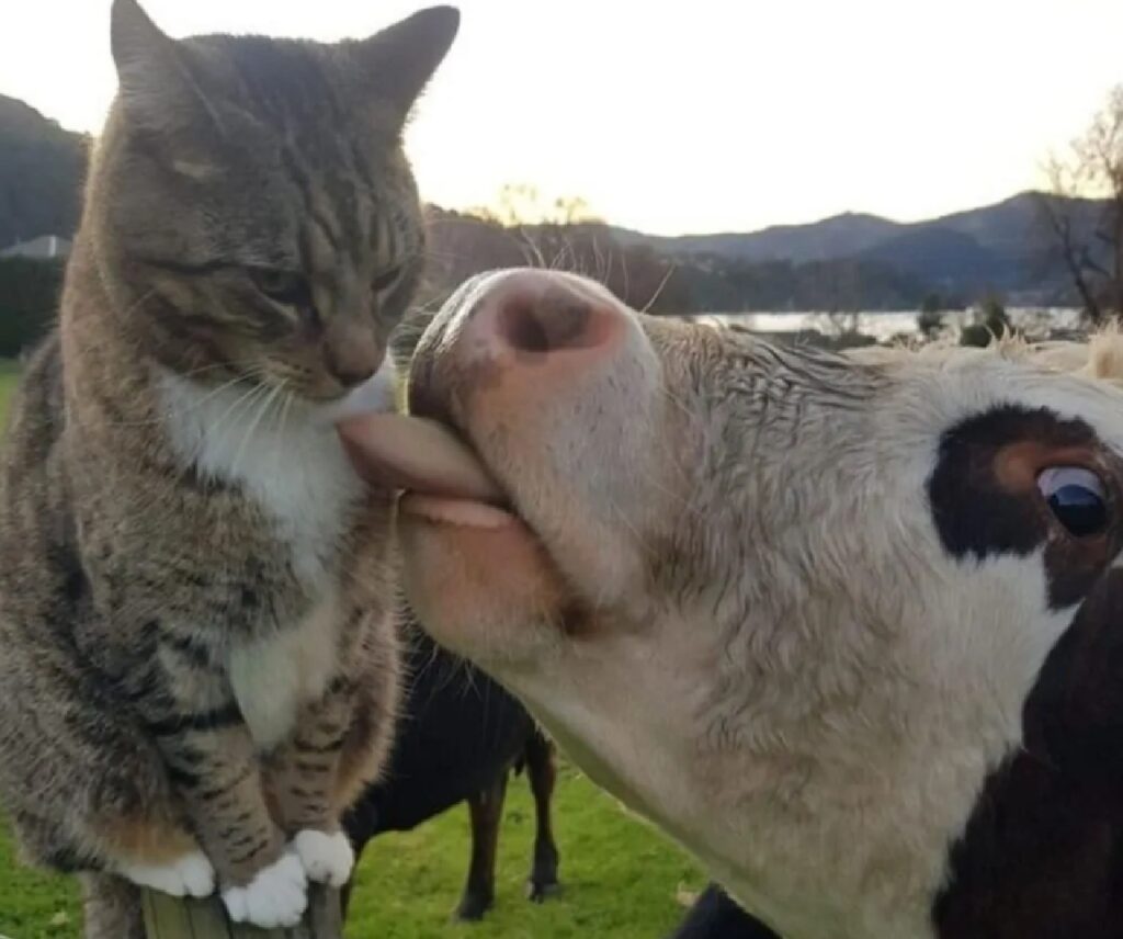 gatto bacio della mucca