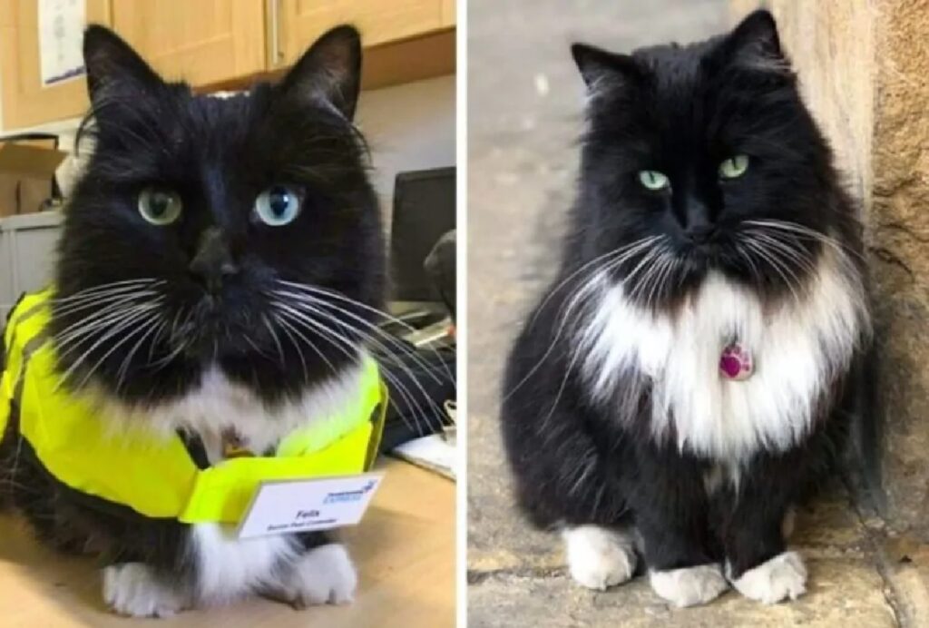 gatto ispettore ferroviario