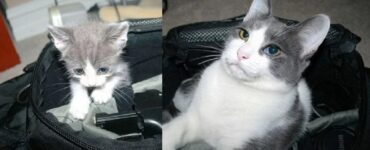 foto che evidenziano effetto amore sui gatti
