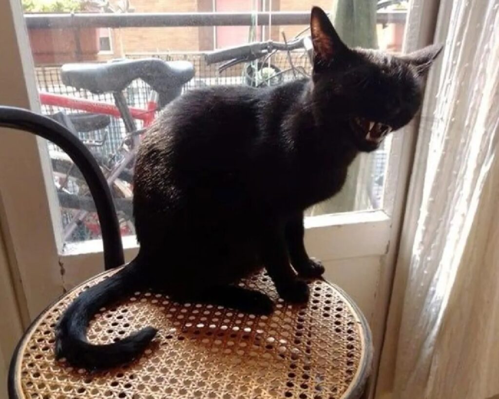 gatto sedia nera e marrone