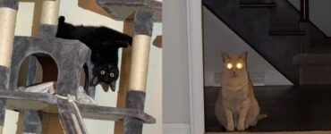 foto gatti che hanno fatto sobbalzare cuore proprietari