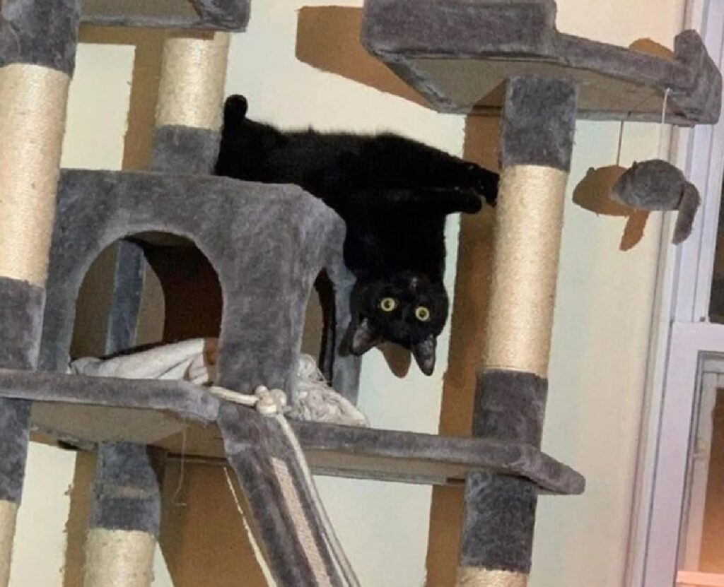 gatto nero al contrario