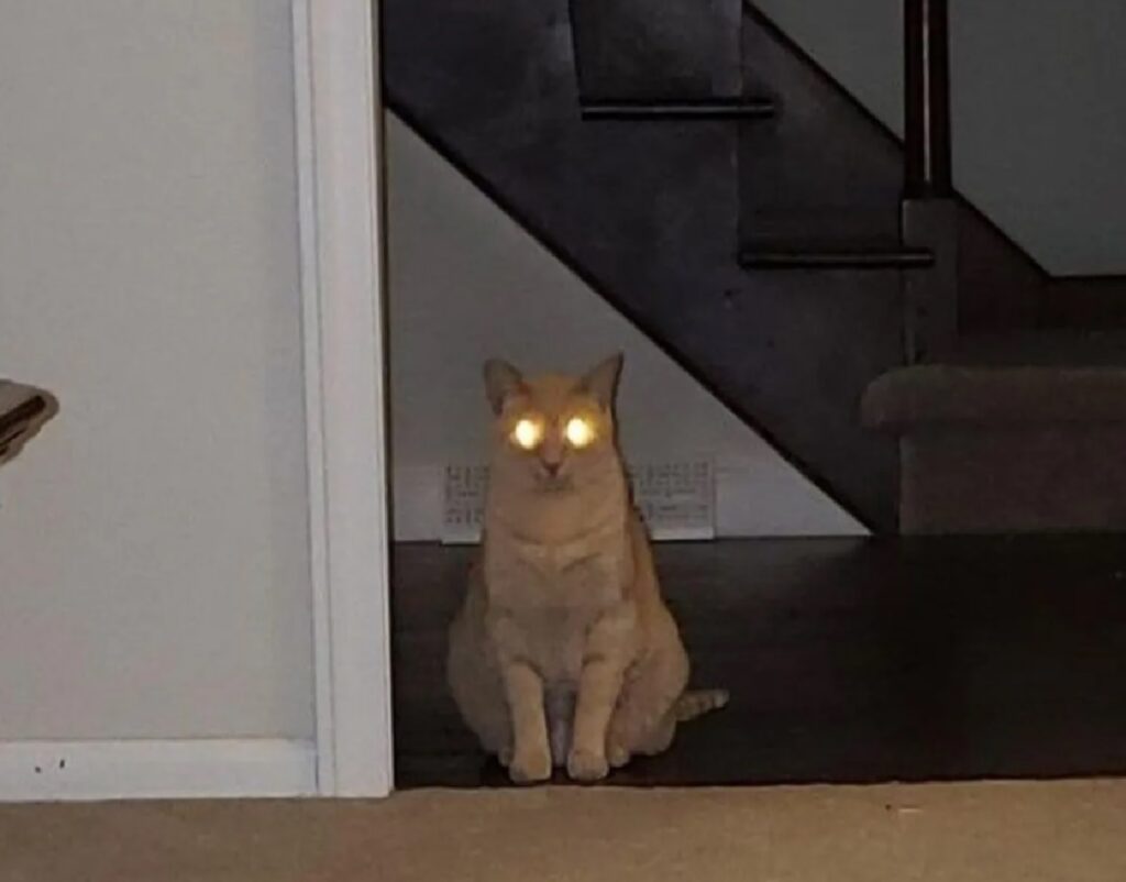 gatto occhi luminosi
